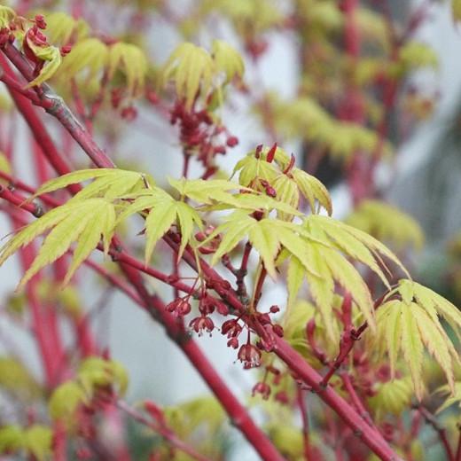 Acer palmatum 'Eddisbury', Coral Bark Maple Eddisbury, Japanese Maple 'Eddisbury', Tree with fall color, Fall color, Attractive bark Tree, Red Bark